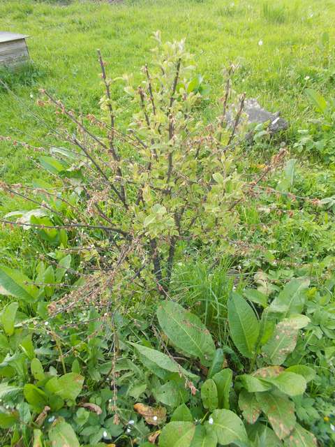 attachment.php?attachmentid=506009&stc=1&d=1462869670