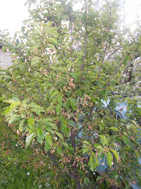 attachment.php?attachmentid=506010&stc=1&d=1462869982