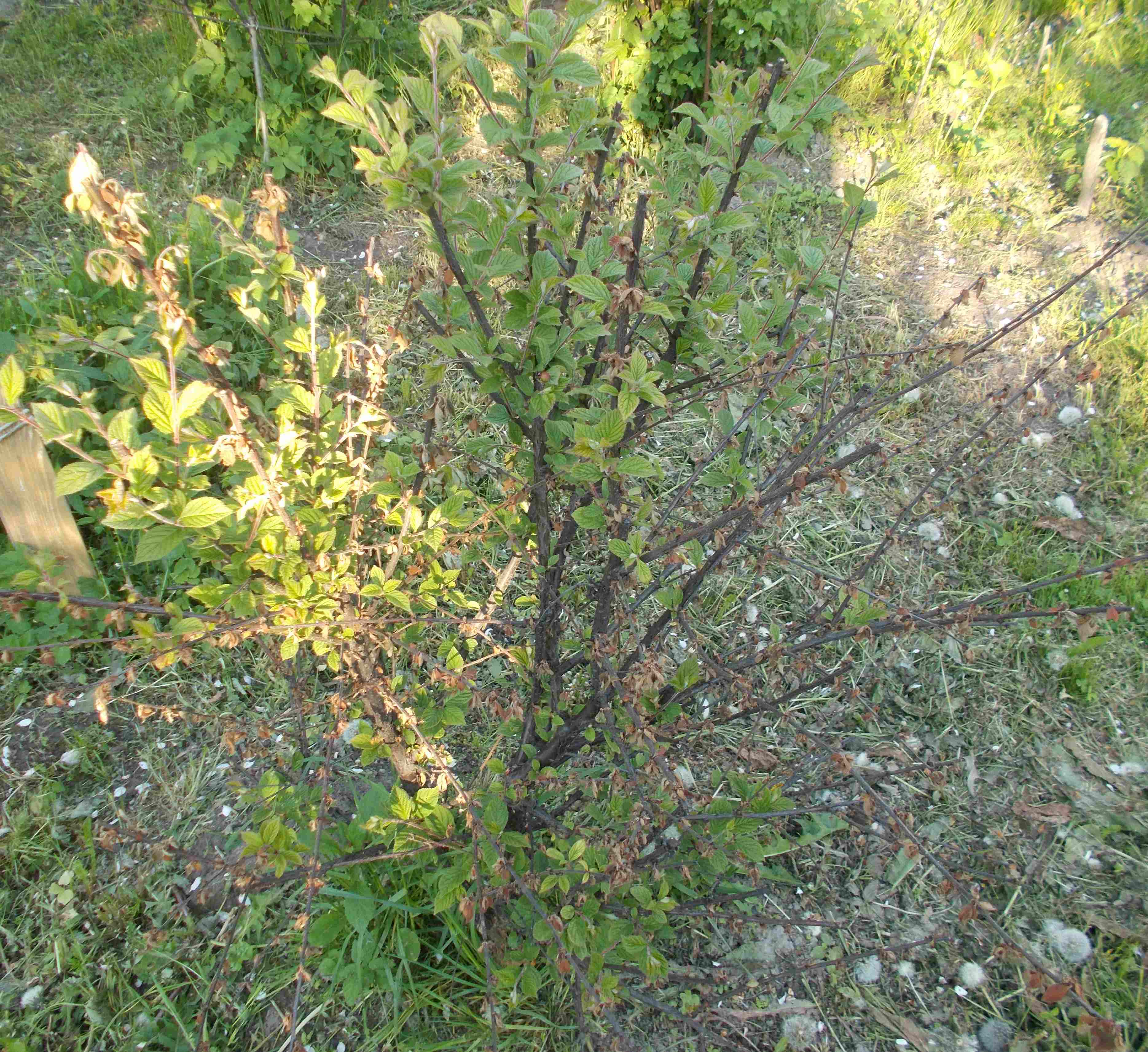 attachment.php?attachmentid=506162&stc=1&d=1462954547