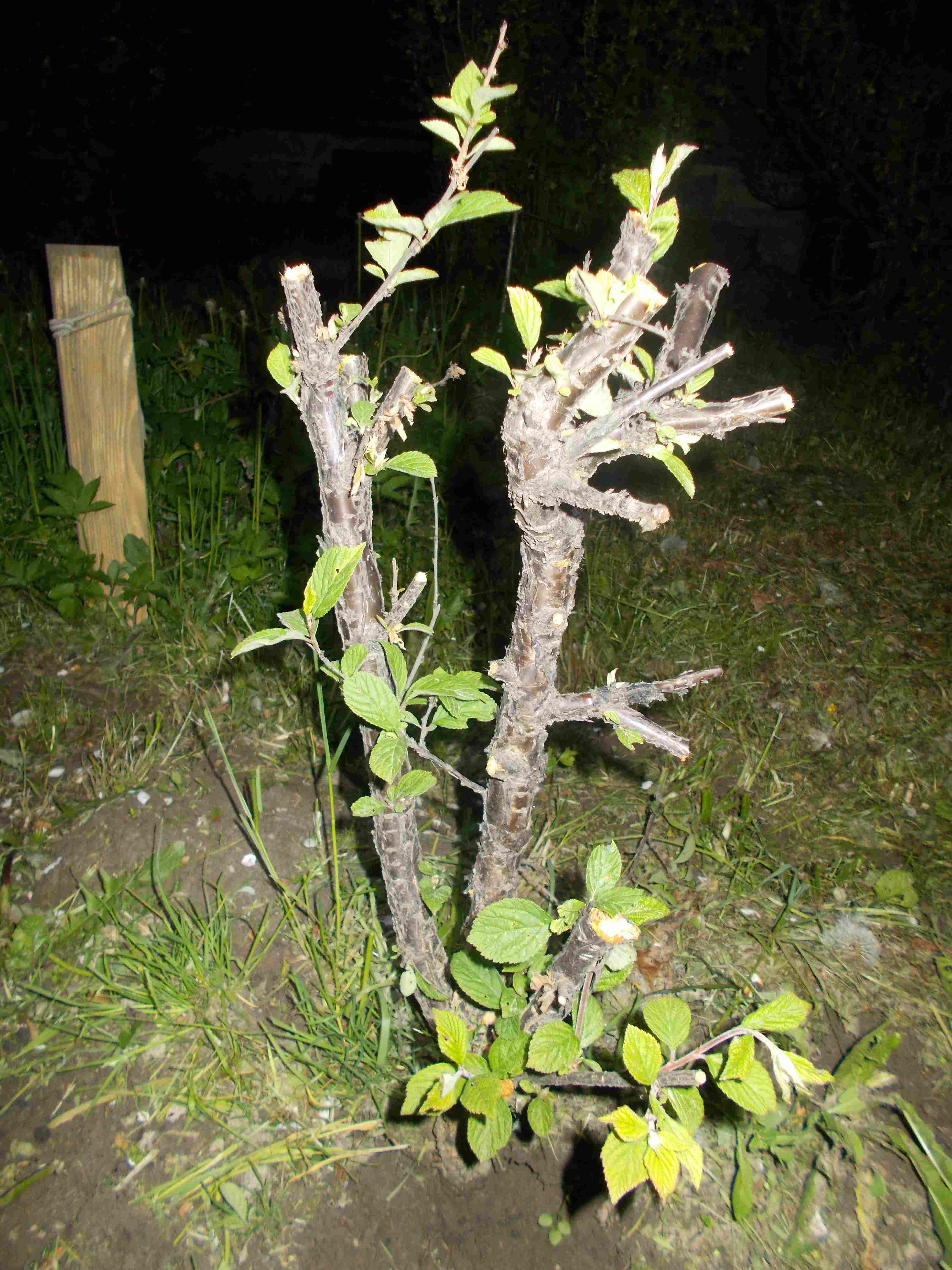 attachment.php?attachmentid=506163&stc=1&d=1462954564