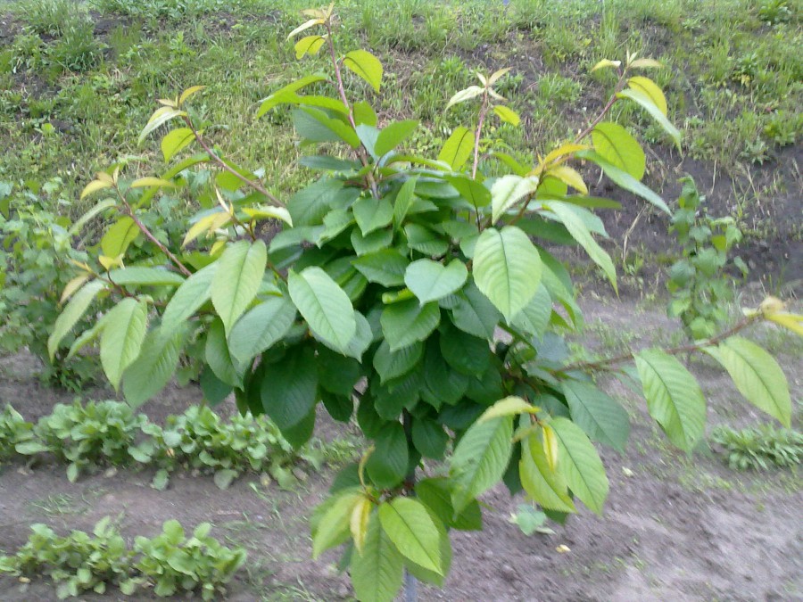 attachment.php?attachmentid=507166&stc=1&d=1463420902