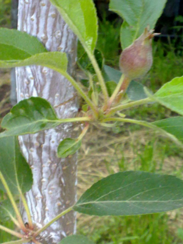 attachment.php?attachmentid=507209&stc=1&d=1463463286