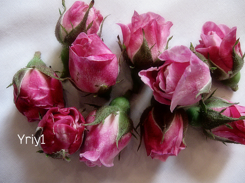 attachment.php?attachmentid=509262&stc=1&d=1464542900