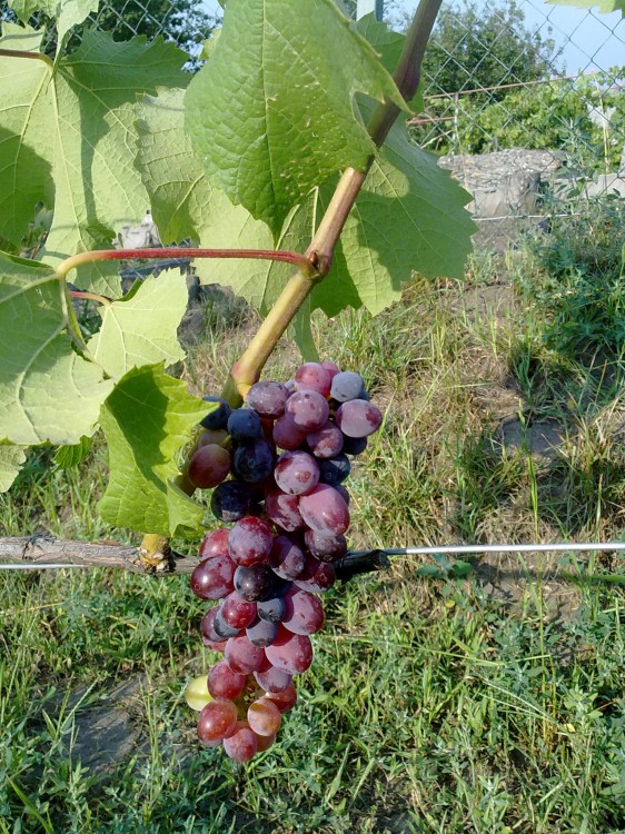 attachment.php?attachmentid=517878&stc=1&d=1468864539