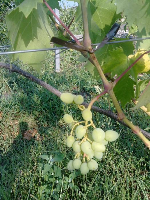 attachment.php?attachmentid=517881&stc=1&d=1468864764