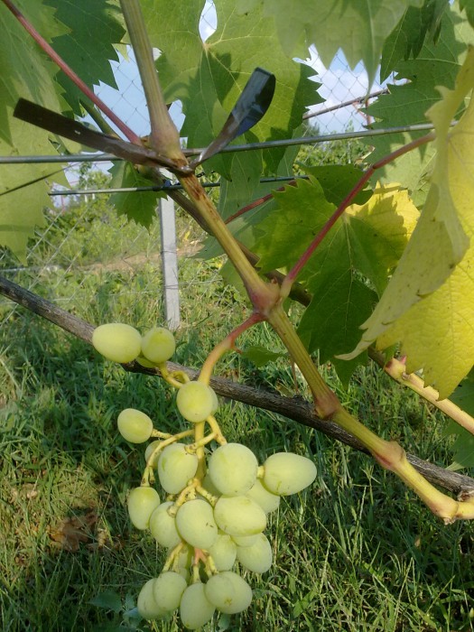 attachment.php?attachmentid=517882&stc=1&d=1468864772