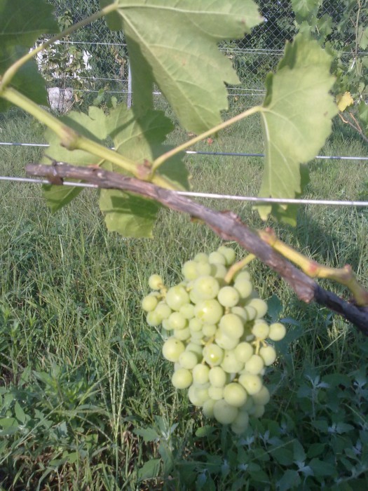 attachment.php?attachmentid=517884&stc=1&d=1468864786