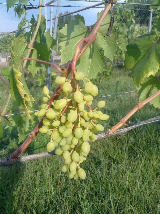 attachment.php?attachmentid=517885&stc=1&d=1468864795