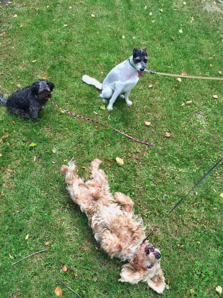 attachment.php?attachmentid=518094&stc=1&d=1469009938