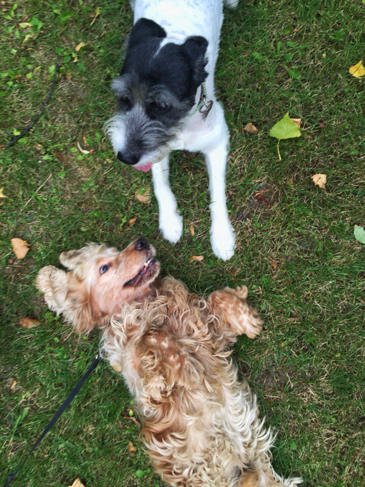 attachment.php?attachmentid=518095&stc=1&d=1469009938