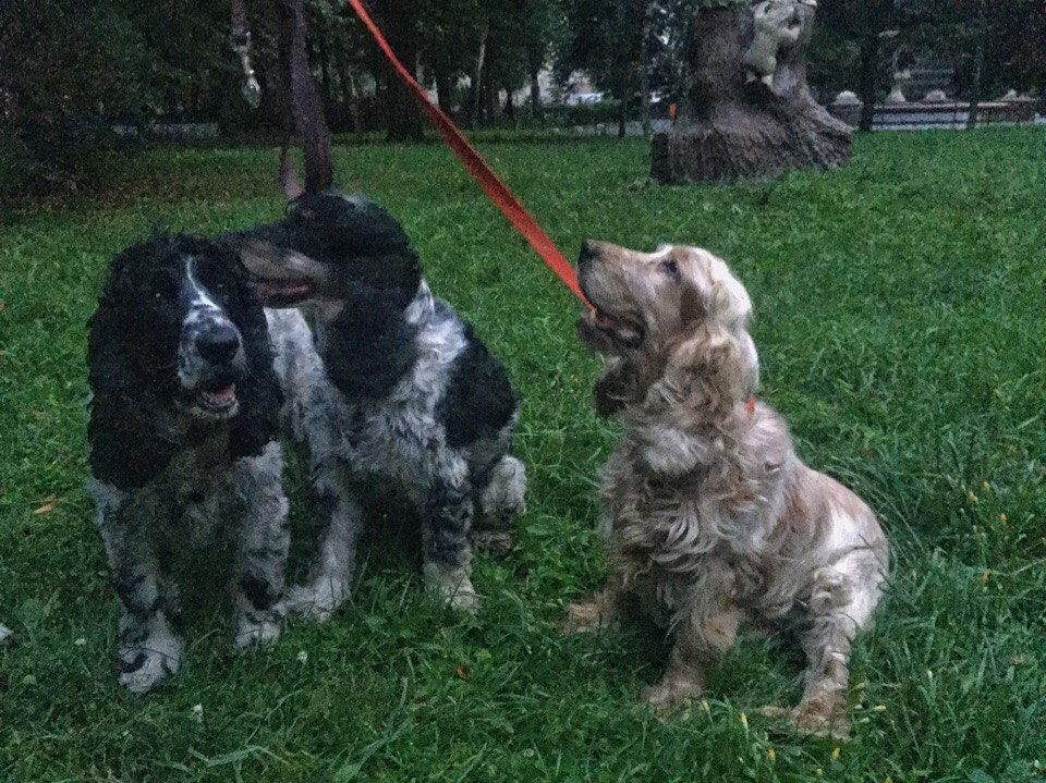 attachment.php?attachmentid=519333&stc=1&d=1469610835