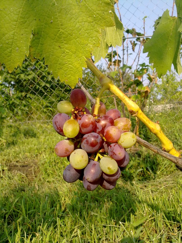 attachment.php?attachmentid=519573&stc=1&d=1469733257