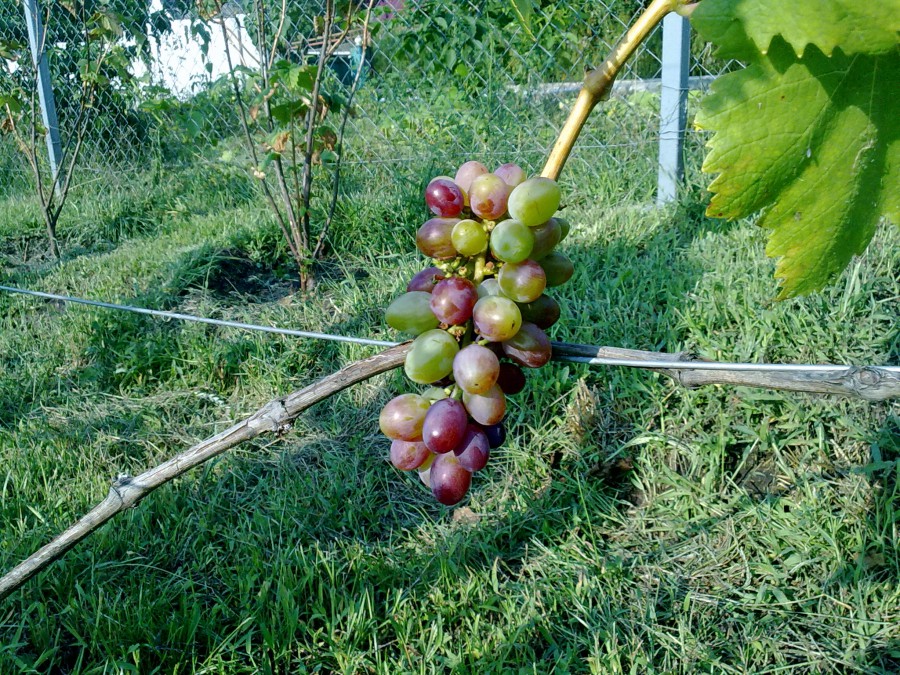 attachment.php?attachmentid=519574&stc=1&d=1469733266