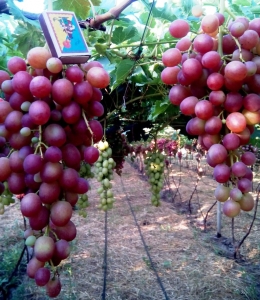 attachment.php?attachmentid=520004&stc=1&d=1469997813