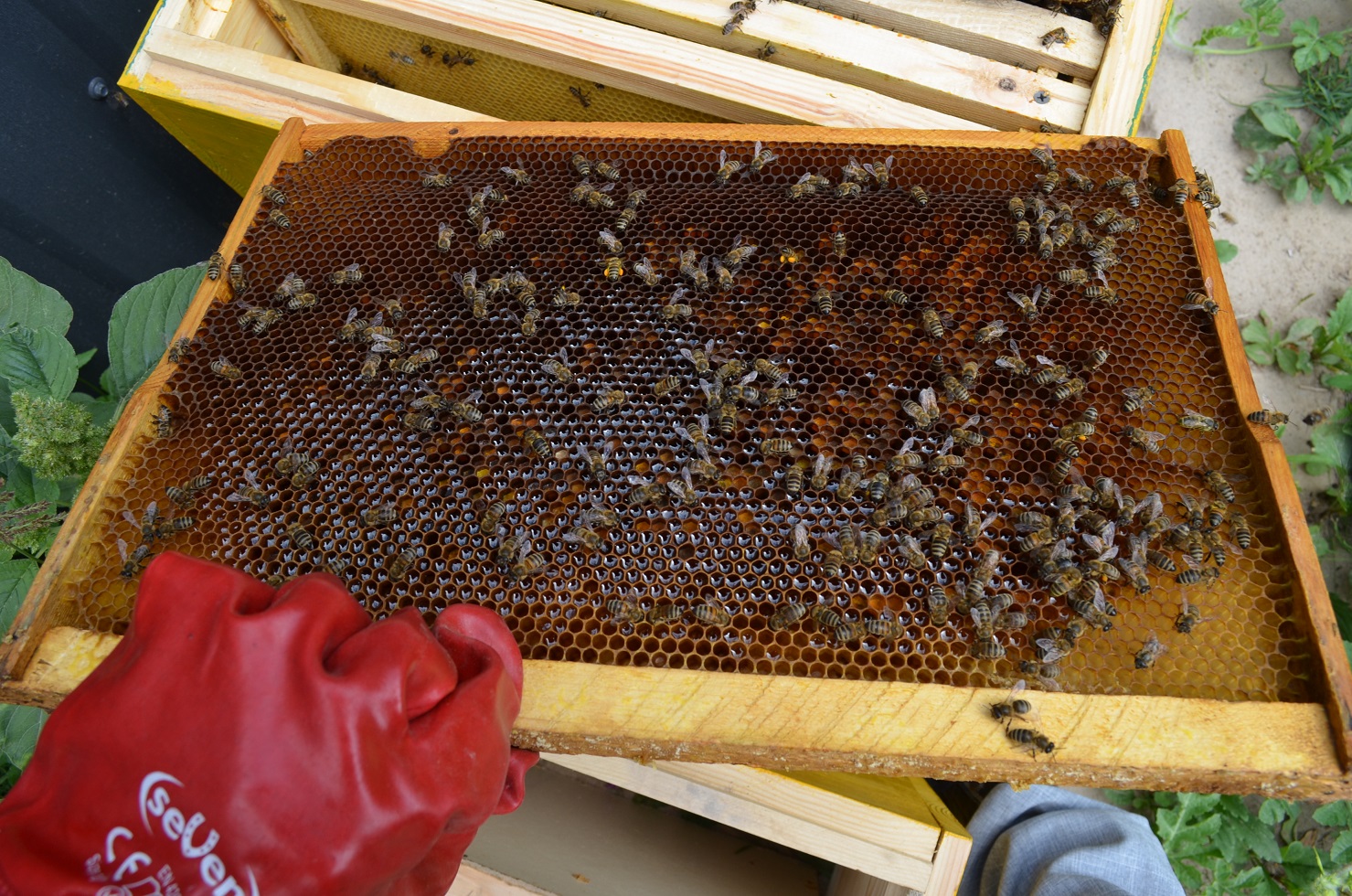 attachment.php?attachmentid=521296&stc=1&d=1470594795