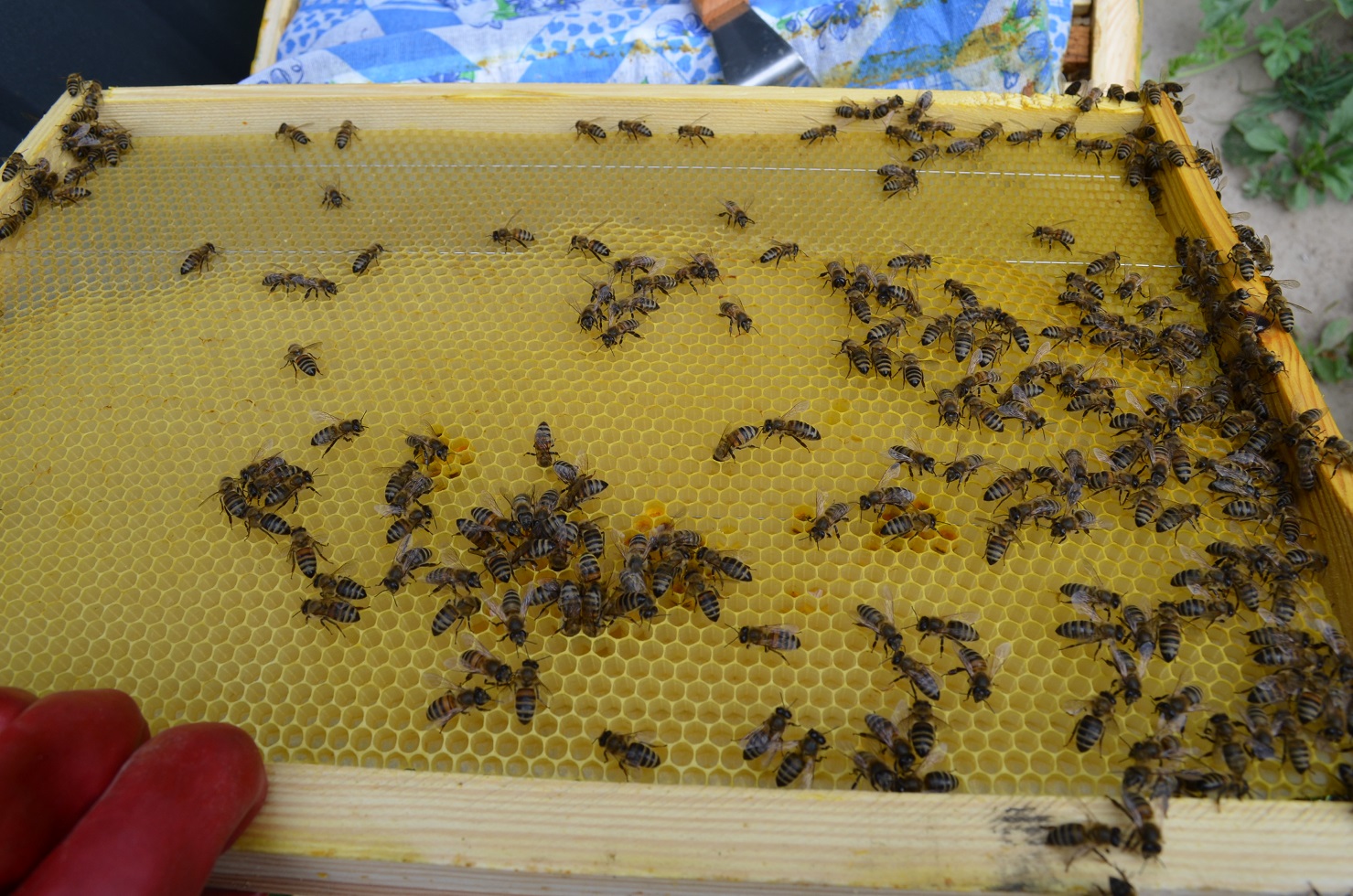 attachment.php?attachmentid=521298&stc=1&d=1470594807