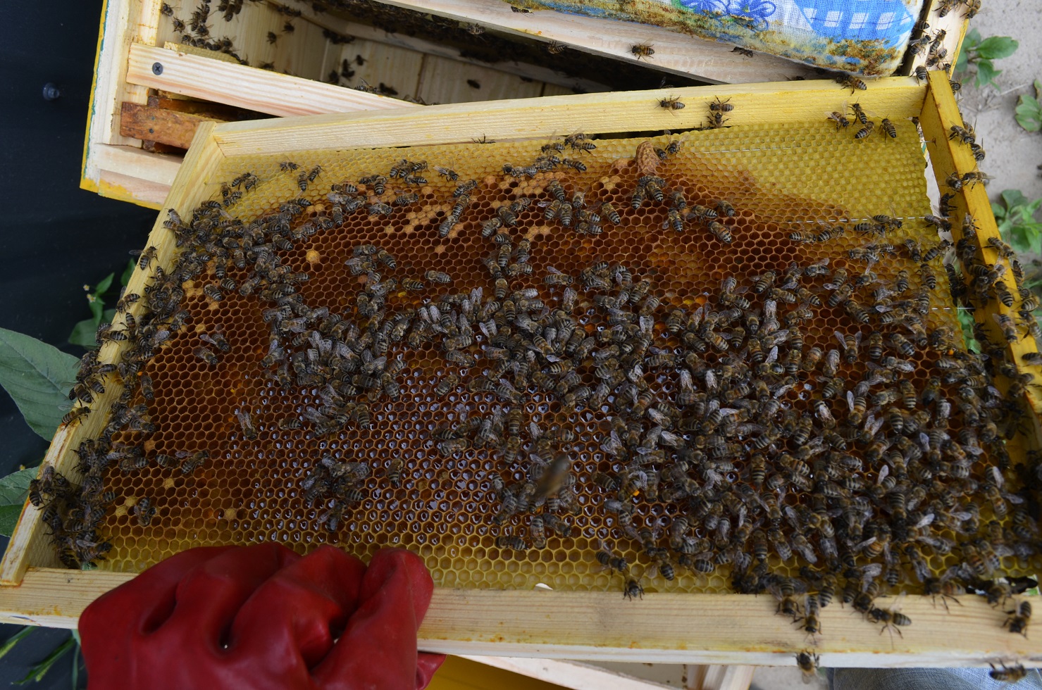 attachment.php?attachmentid=521300&stc=1&d=1470594820