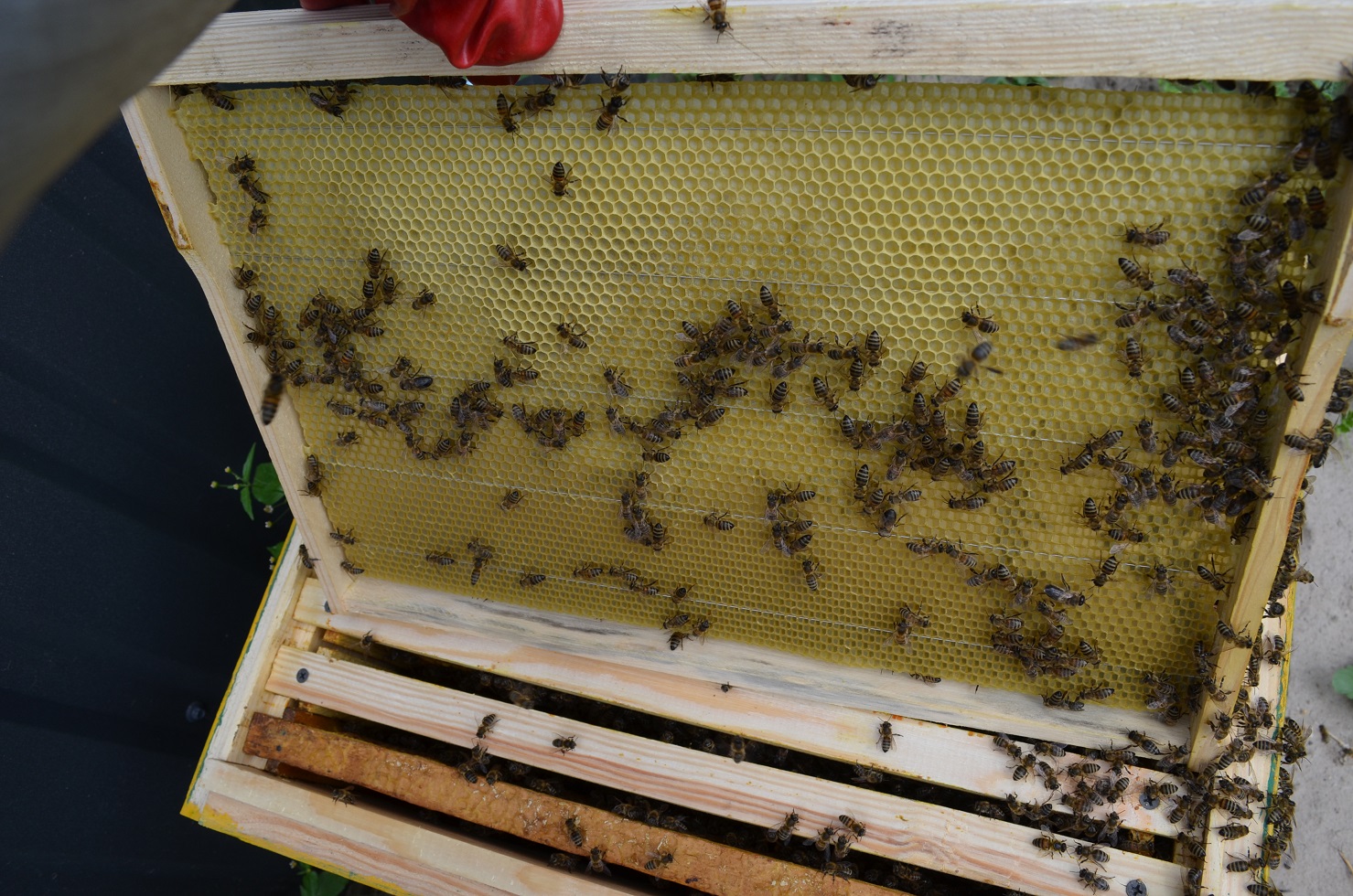 attachment.php?attachmentid=521301&stc=1&d=1470594824