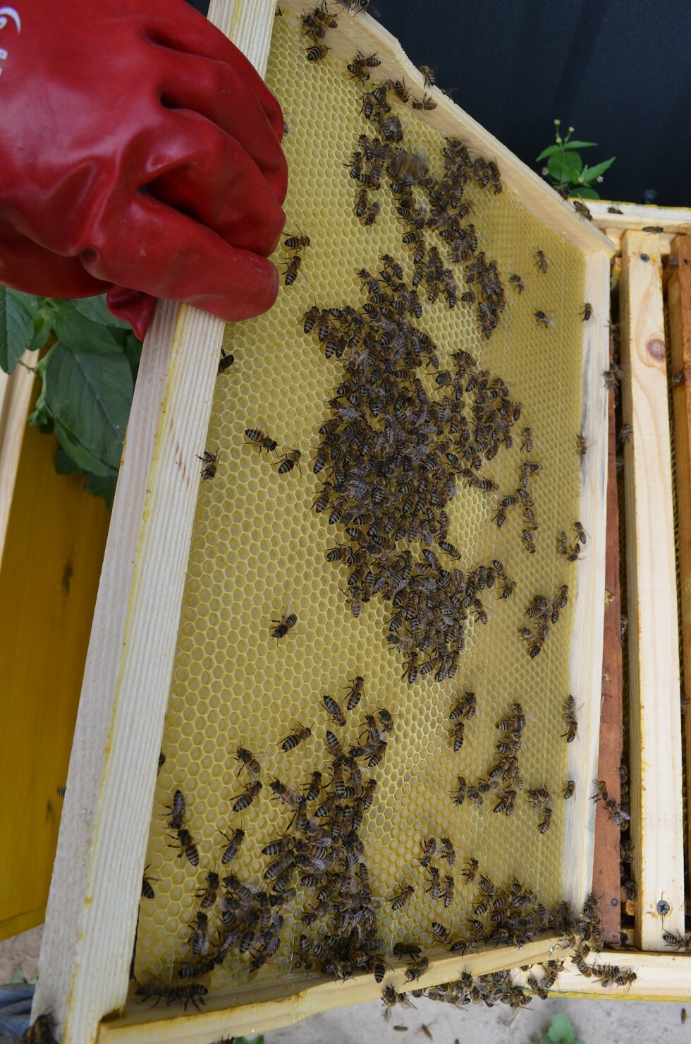 attachment.php?attachmentid=521302&stc=1&d=1470594829