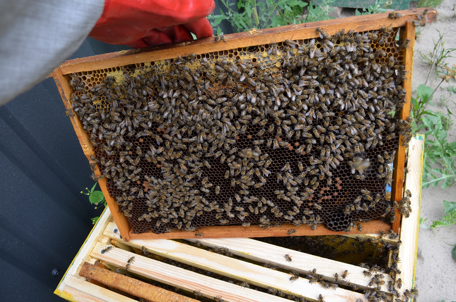 attachment.php?attachmentid=521303&stc=1&d=1470594833