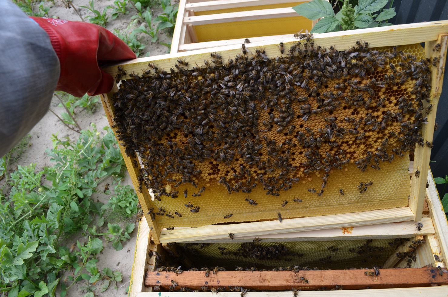 attachment.php?attachmentid=521316&stc=1&d=1470595548