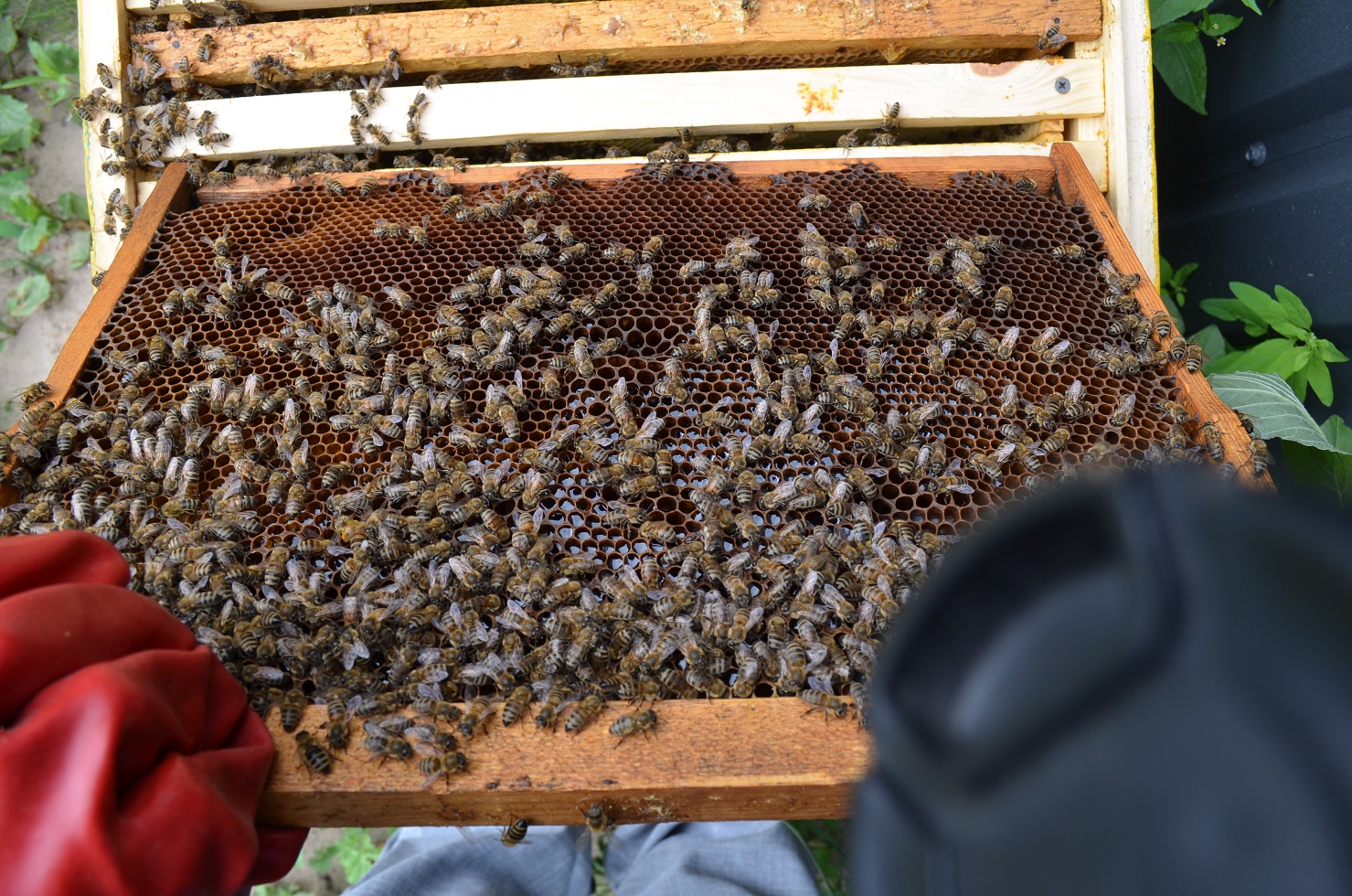 attachment.php?attachmentid=521319&stc=1&d=1470595562