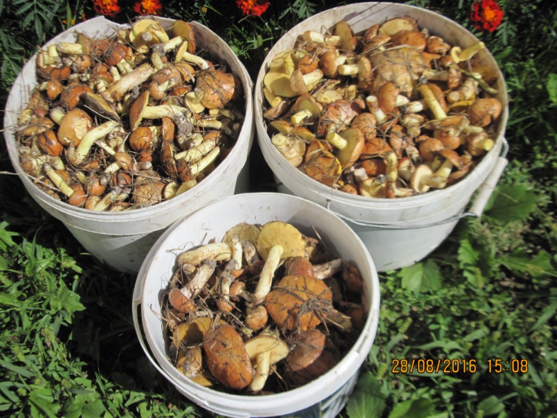 attachment.php?attachmentid=524721&stc=1&d=1472388945