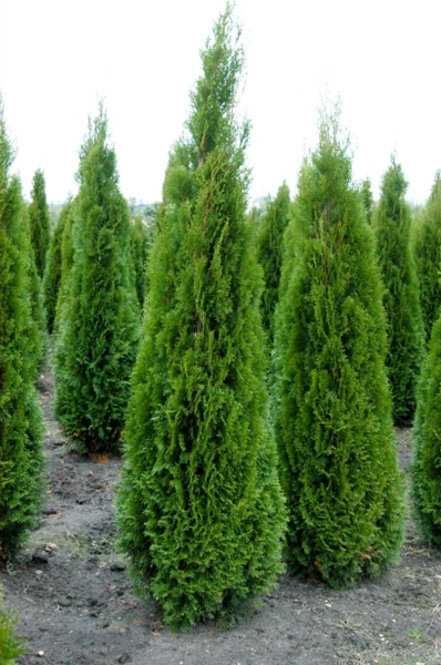 attachment.php?attachmentid=528191&stc=1&d=1474220486