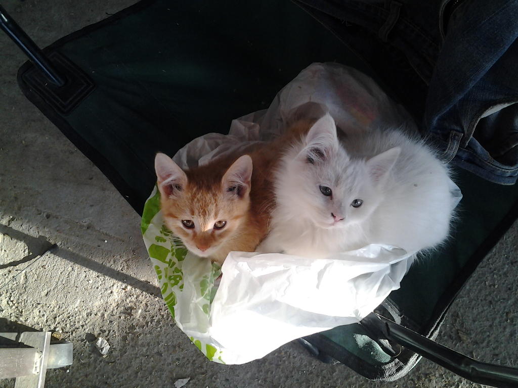 attachment.php?attachmentid=536758&stc=1&d=1479213406