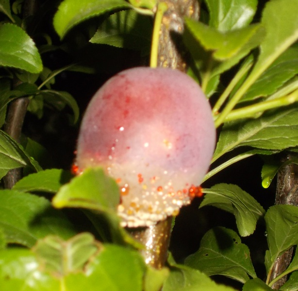 attachment.php?attachmentid=553996&stc=1&d=1488800851