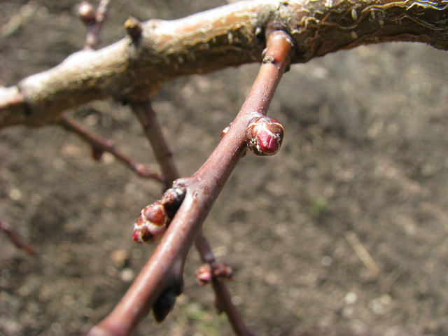 attachment.php?attachmentid=557026&stc=1&d=1490253615