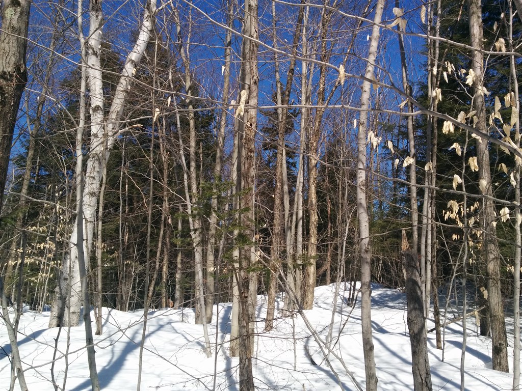 attachment.php?attachmentid=557799&stc=1&d=1490581255