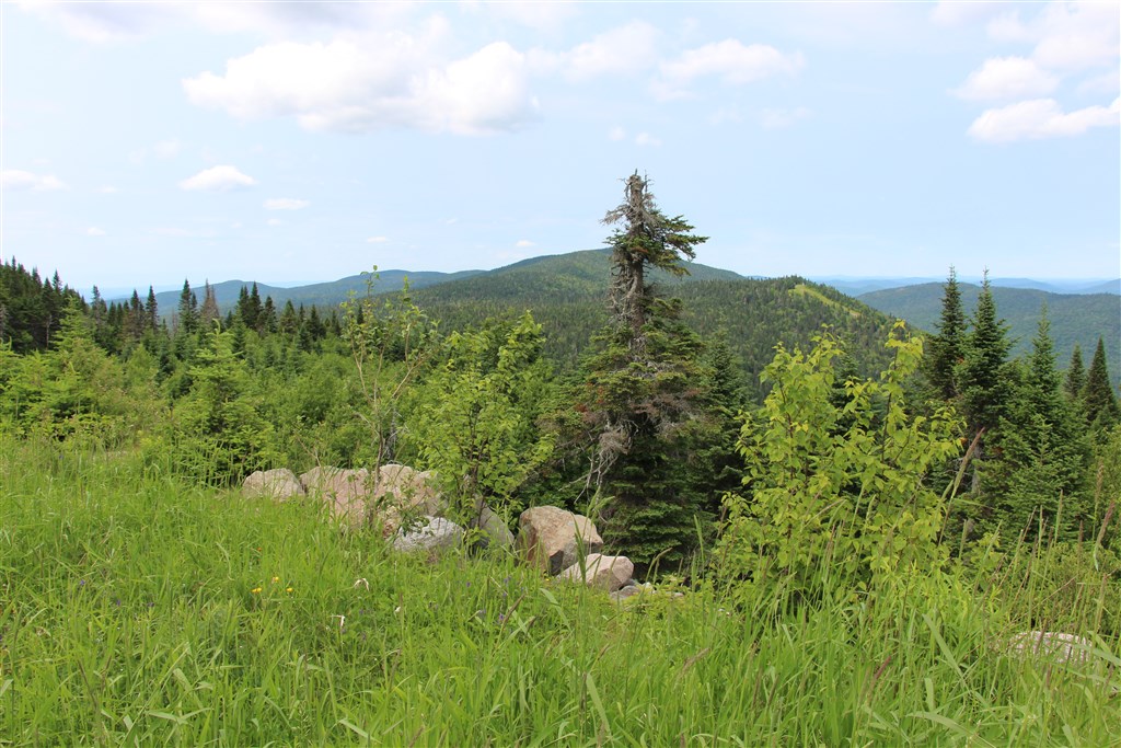 attachment.php?attachmentid=557804&stc=1&d=1490581750