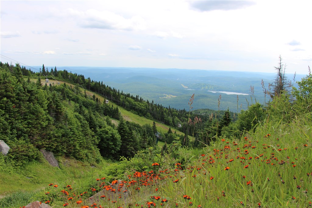 attachment.php?attachmentid=557807&stc=1&d=1490581758