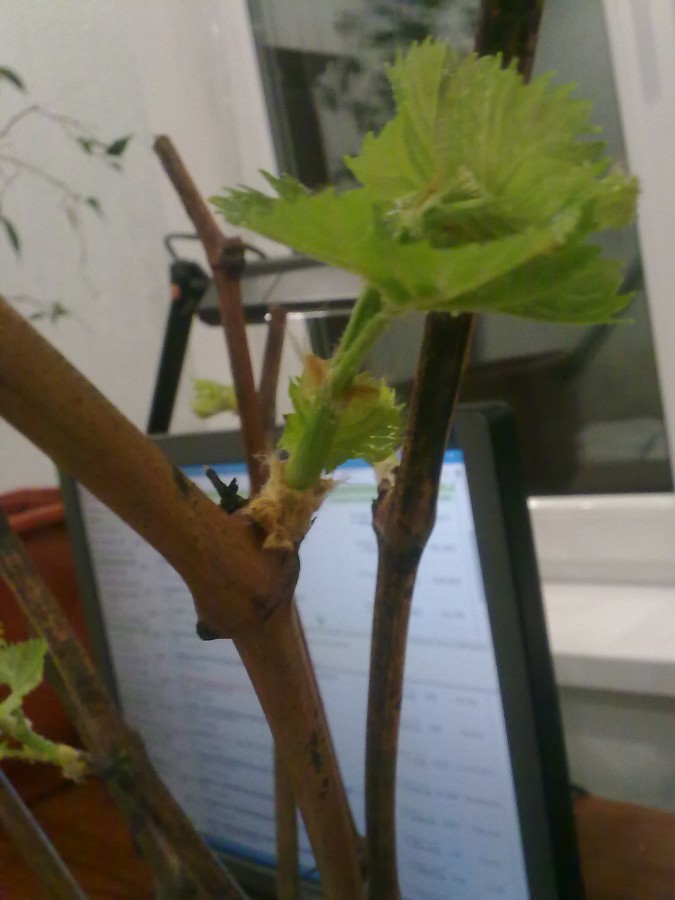 attachment.php?attachmentid=558205&stc=1&d=1490721527