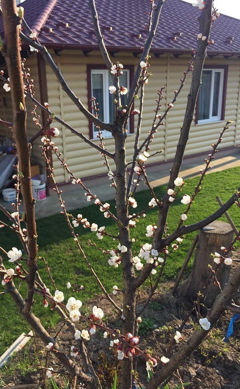 attachment.php?attachmentid=559502&stc=1&d=1491326581