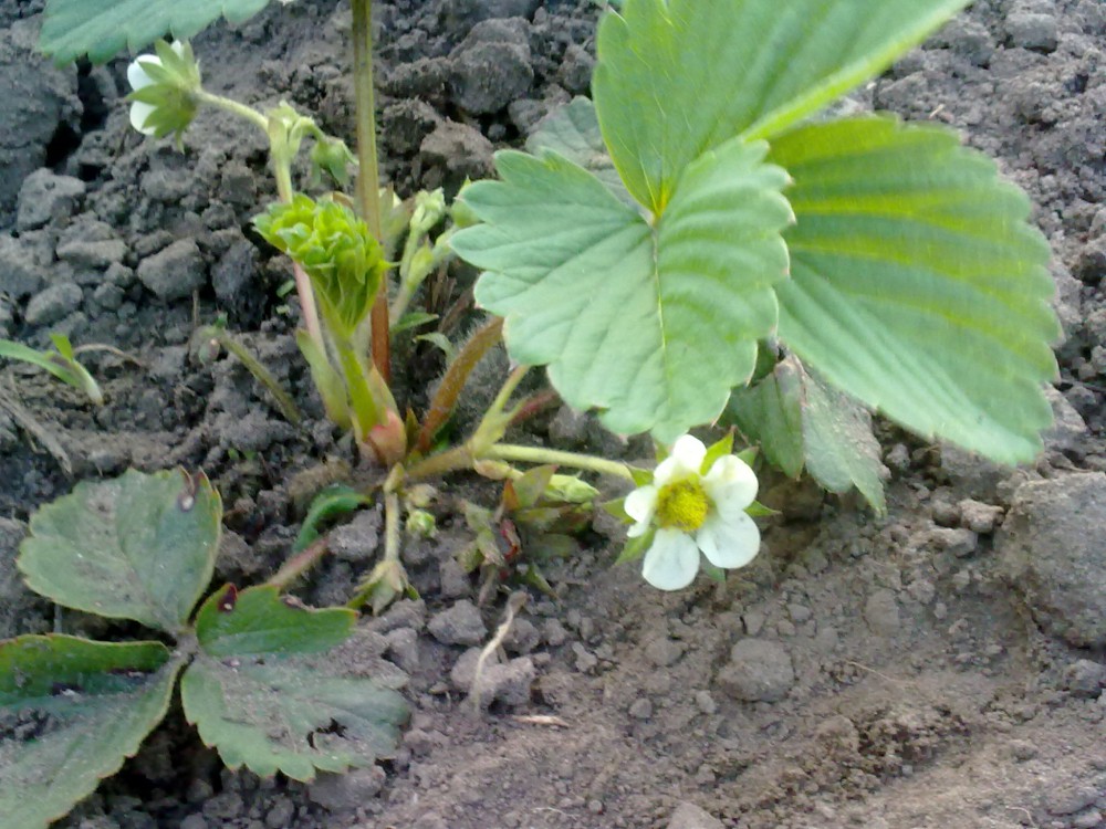 attachment.php?attachmentid=560992&stc=1&d=1491930248