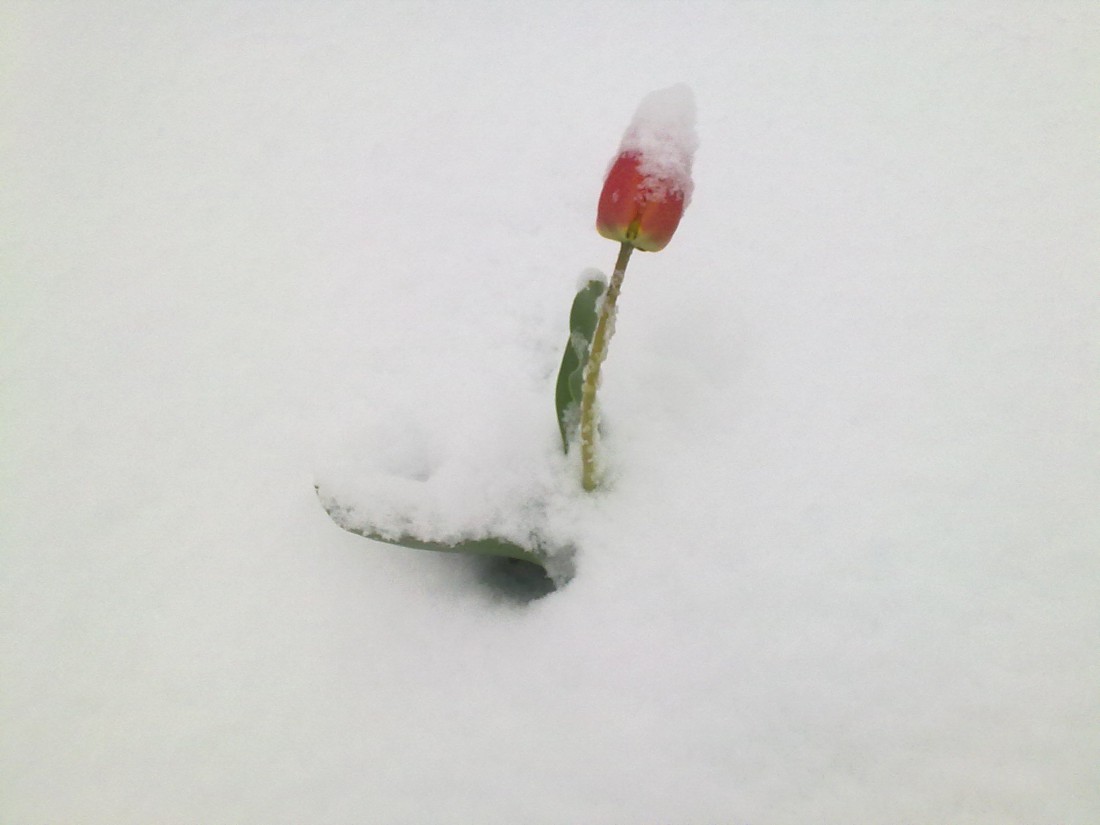 attachment.php?attachmentid=562134&stc=1&d=1492575730