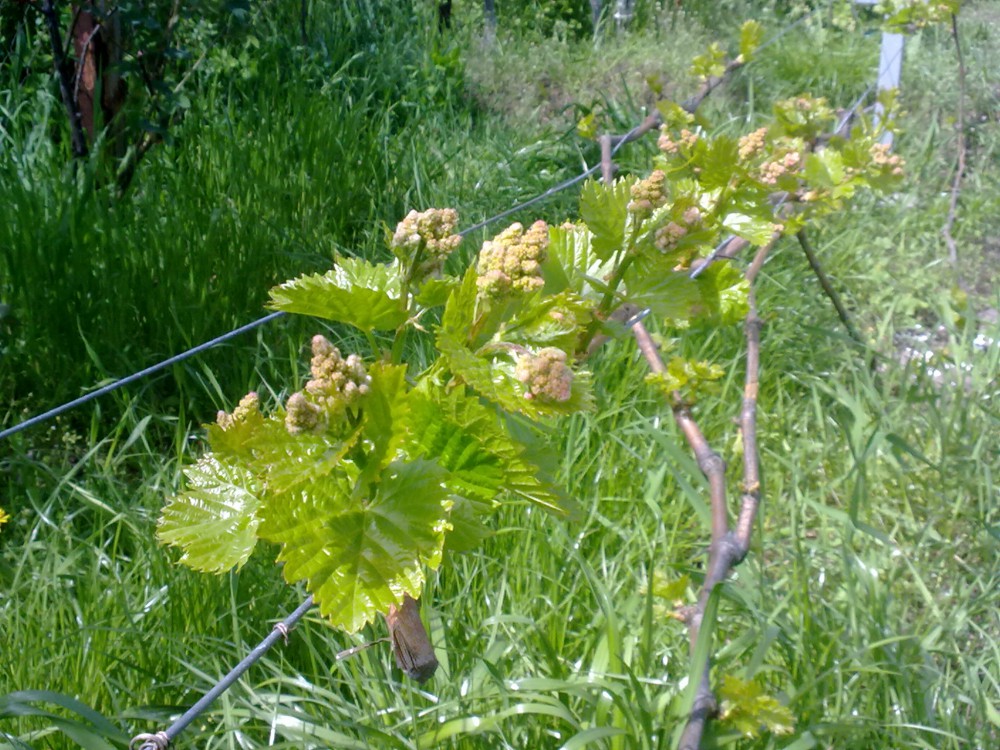 attachment.php?attachmentid=563834&stc=1&d=1493741605