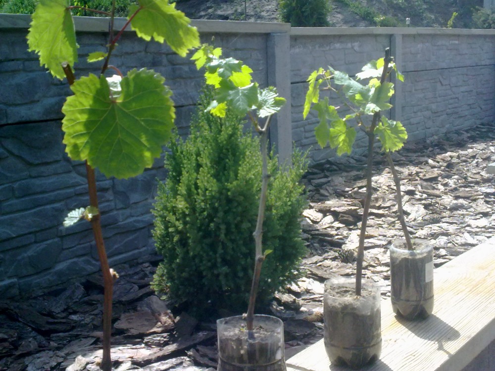 attachment.php?attachmentid=563835&stc=1&d=1493741605