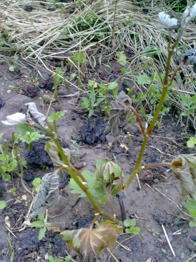 attachment.php?attachmentid=565050&stc=1&d=1494517712