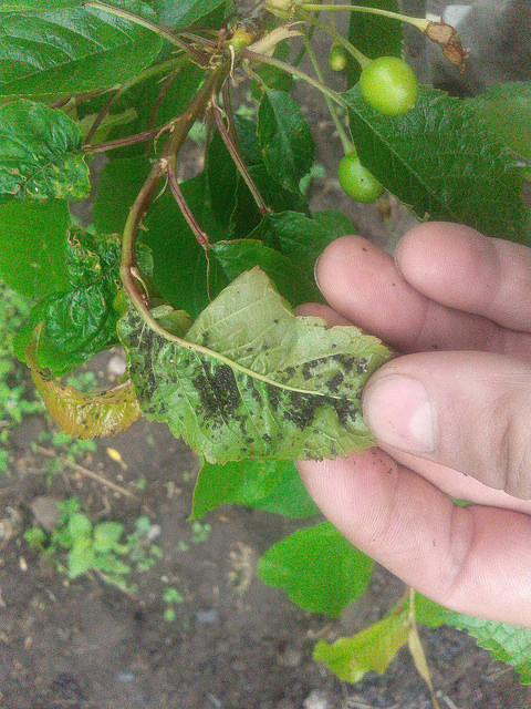 attachment.php?attachmentid=565420&stc=1&d=1494702947