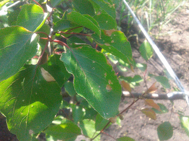 attachment.php?attachmentid=566657&stc=1&d=1495396540