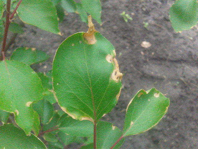 attachment.php?attachmentid=566658&stc=1&d=1495396548