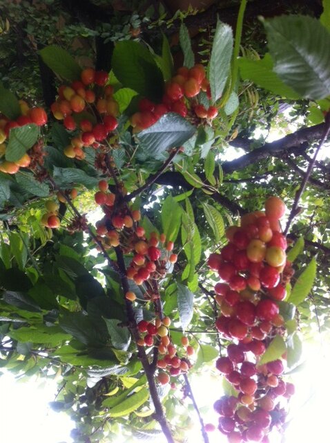 attachment.php?attachmentid=567474&stc=1&d=1495782787