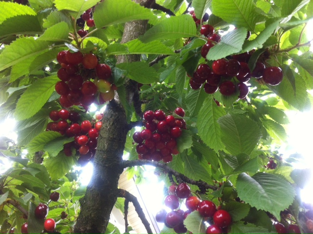 attachment.php?attachmentid=567475&stc=1&d=1495782712