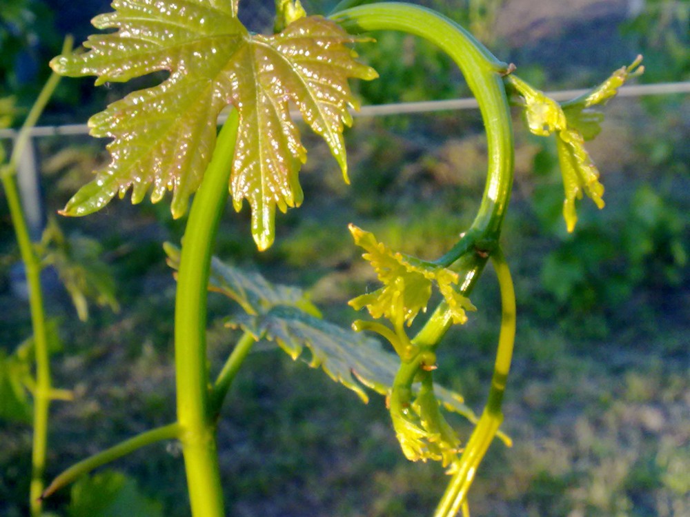 attachment.php?attachmentid=568483&stc=1&d=1496343357