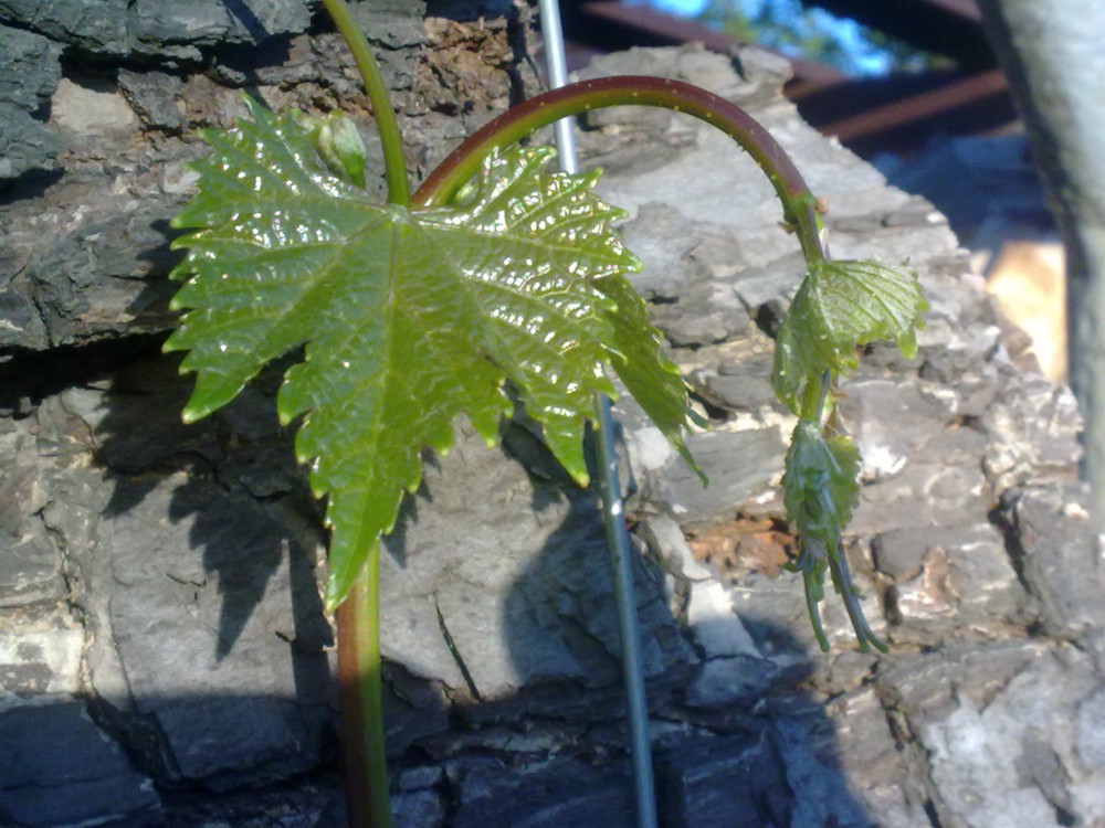 attachment.php?attachmentid=568484&stc=1&d=1496343475