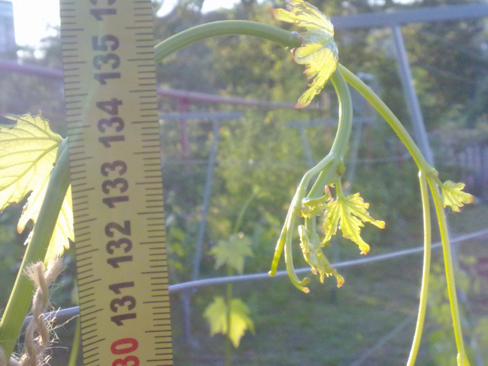 attachment.php?attachmentid=568485&stc=1&d=1496343716