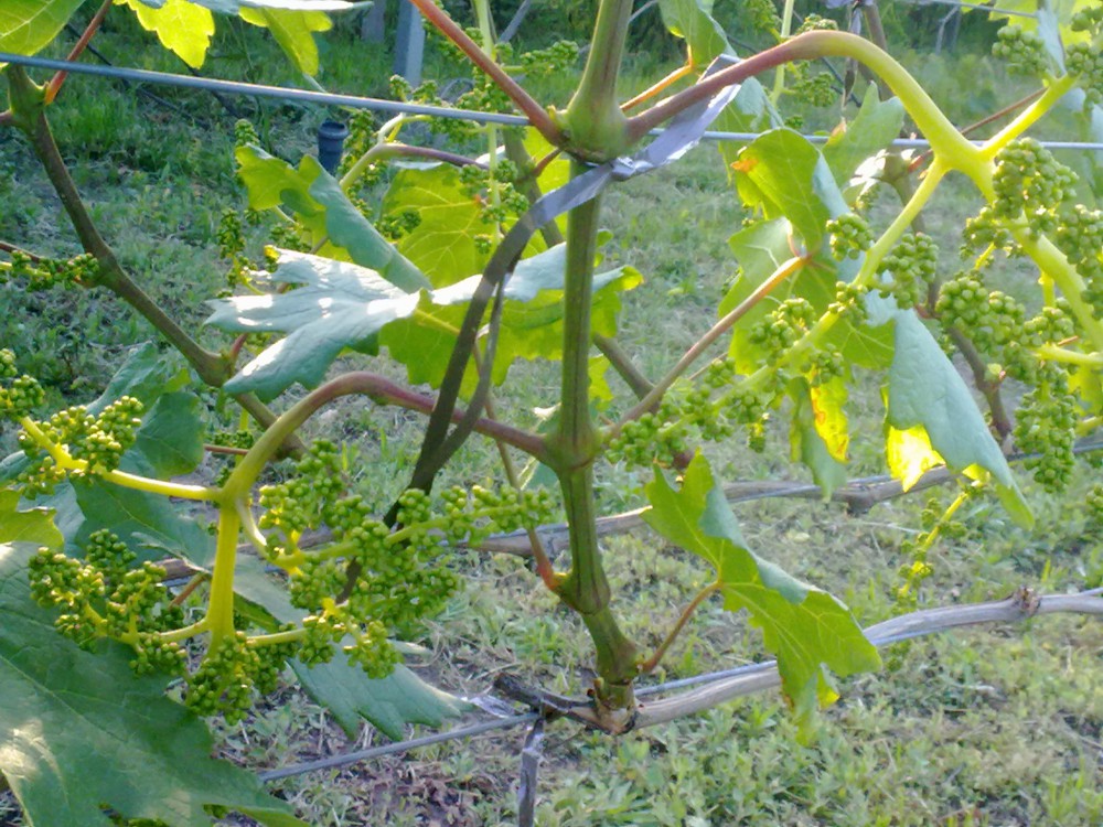 attachment.php?attachmentid=568486&stc=1&d=1496343716